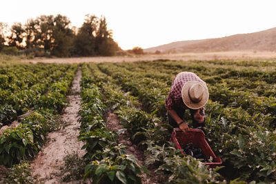 Man harvesting while standing on agricultural field