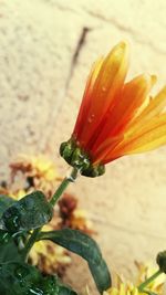 Close-up of red flower