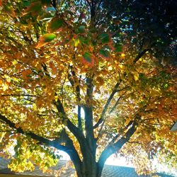 Low angle view of trees