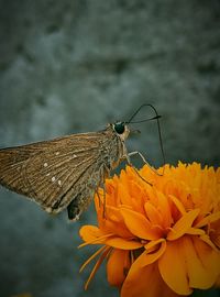 Close-up of butterfly pollinating on flower