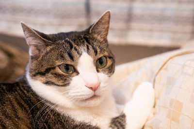 Close-up portrait of a cat looking away
