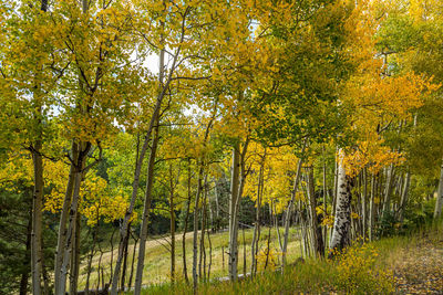 Trees in forest during autumn