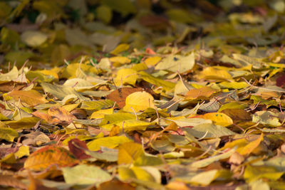 Close-up of fallen maple leaves