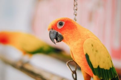 Close-up of parrot perching