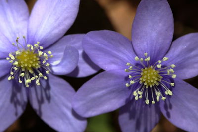Close-up of purple flowering plant