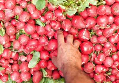 Close-up of hand holding red radish vegetables in market stall