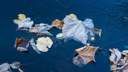High angle view of dry leaves floating on lake