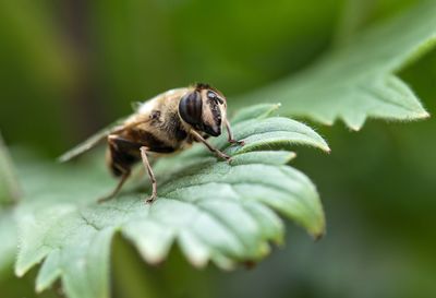 Close-up of insect on leaf
