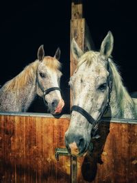 Close-up of horse in stable