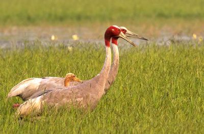 Side view of a bird on grass