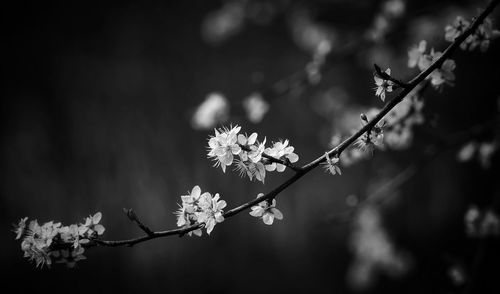 Close-up of cherry blossoms in spring