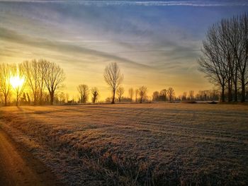 Bare trees on field against sky during sunset