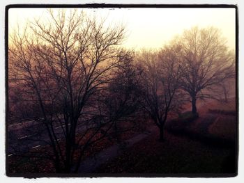 Bare trees against sky at sunset