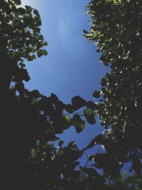 Low angle view of trees against sky