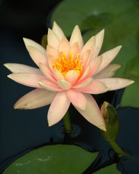 Close-up of lotus water lily in pond