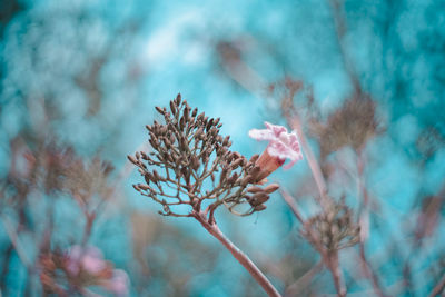 Close-up of wilted plant