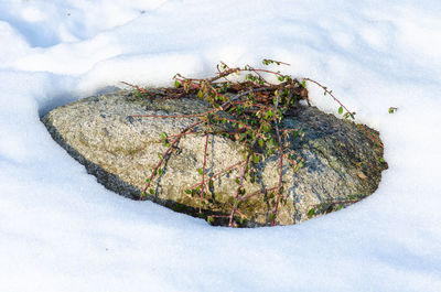 High angle view of snow covered rock