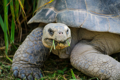 Close-up of tortoise eating grass