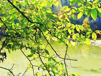 Reflection of tree in lake