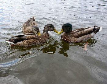 High angle view of mallard ducks swimming in lake