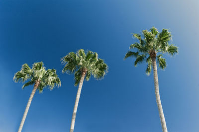 Low angle view of coconut palm tree against blue sky