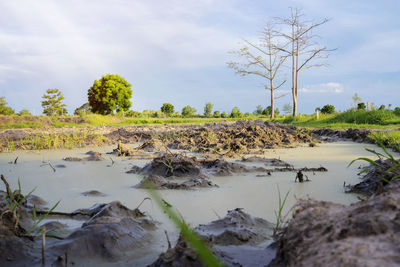 Summer landscape with swamp lake and forest. nature with forest river and swamp. country 