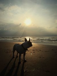 Dog standing on beach against sky during sunset