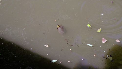 High angle view of fish swimming in lake