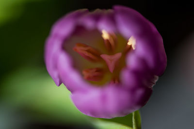 Close-up of purple flower blooming outdoors