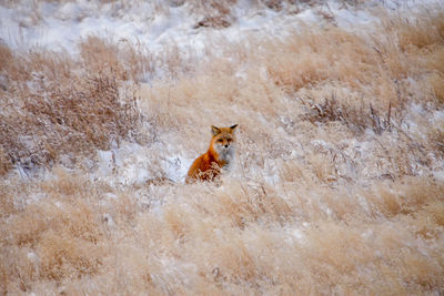 Deer in snow