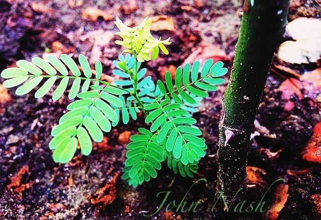 leaf, growth, close-up, plant, nature, green color, focus on foreground, leaves, beauty in nature, freshness, leaf vein, selective focus, fragility, growing, sunlight, tranquility, outdoors, day, no people, high angle view