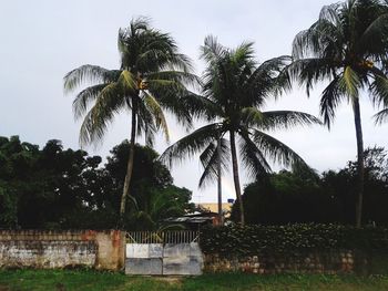 Palm trees against sky