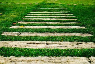 Trees on grassy field