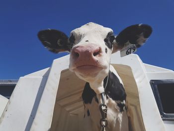 Portrait of cow