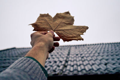 Close-up of hand holding dry leaves