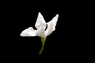 Close-up of white rose against black background