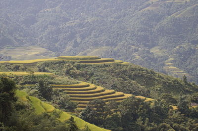 High angle view of agricultural field