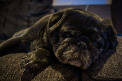 Close-up portrait of a dog resting at home