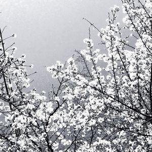 Low angle view of tree against clear sky