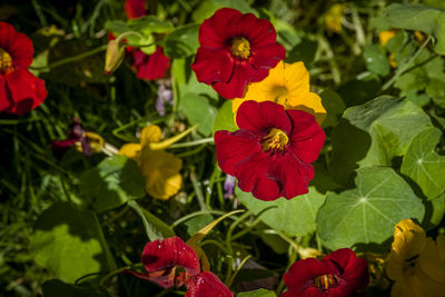 Close-up of red flowering plants