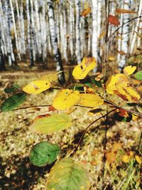 Close-up of yellow leaves on field