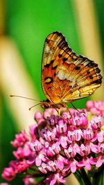 Close-up of butterfly pollinating on flower