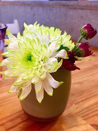 Close-up of dahlia flowers