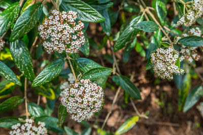 White clusters with a touch of pink flowers in bloom on a verbena bush closeup view in springtime