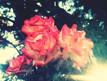 Close-up of fresh flowers blooming outdoors