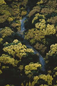 High angle view of trees in forest