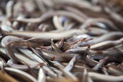 Close-up of fish in market