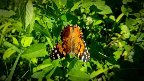 Close-up of butterfly on leaf