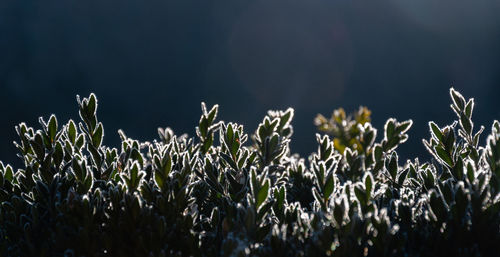 Close-up of plants growing on field