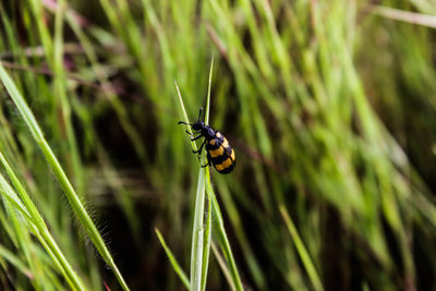 Close-up of ladybug on grass